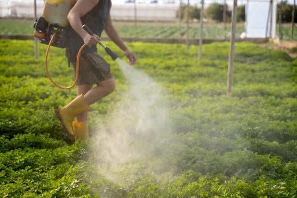 Best Pest Prevention Services  in Morris, AL