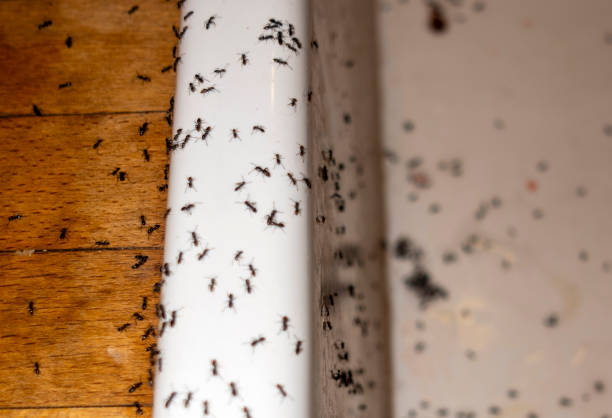 Best Cockroach Control Services  in Morris, AL