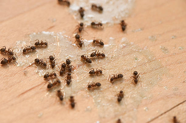 Best Emergency Pest Control  in Morris, AL
